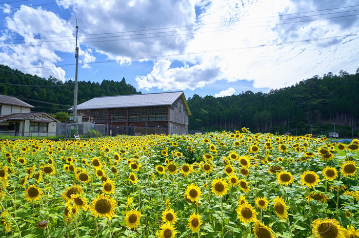 シグマ SIGMA 20mm F1.4 DG DN | Art ／ 福井 若狭 小浜宮川ひまわり園